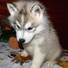 Siberian Husky Puppy Junie