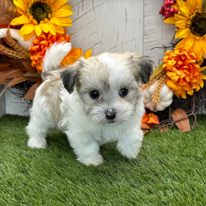 Havanese Puppy Weston