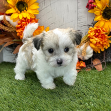 Havanese Puppy Weston