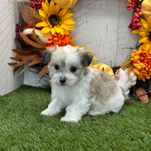 Havanese Puppy Weston