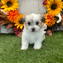 Havanese Puppy Weston