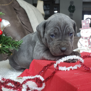 Cane Corso Puppy Tyrus