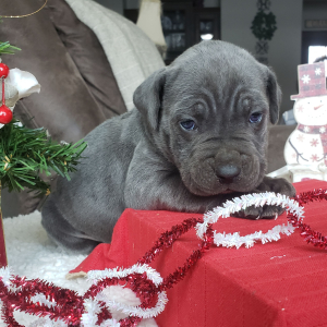 Cane Corso Puppy Tyrus