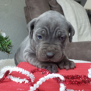 Cane Corso Puppy Tyrus