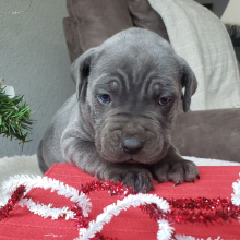 Cane Corso Puppy Tyrus