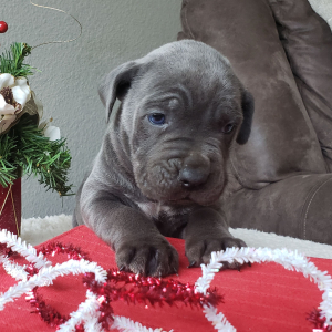 Cane Corso Puppy Tyrus