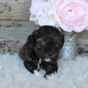 Shihpoo Puppy Ada