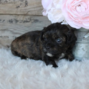 Shihpoo Puppy Ada