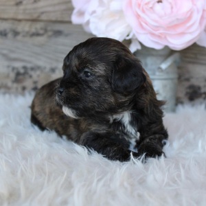 Shihpoo Puppy Ada