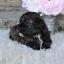 Shihpoo Puppy Ada