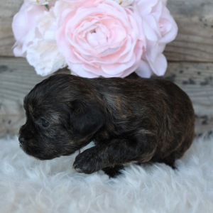 Shihpoo Puppy Ada