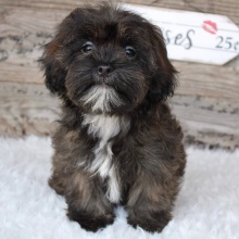 Shihpoo Puppy Ada