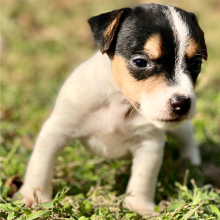 Jack Russell Terrier Puppy Wade