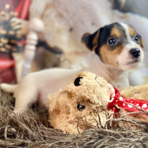Jack Russell Terrier Puppy Wade