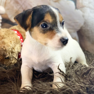 Jack Russell Terrier Puppy Wade