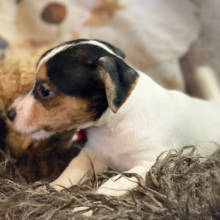 Jack Russell Terrier Puppy Wade