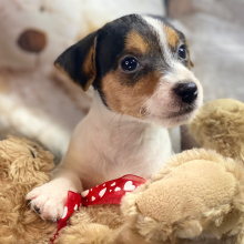 Jack Russell Terrier Puppy Wade