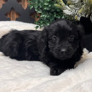 Cavapoo Puppy Bart