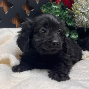 Cavapoo Puppy Bart