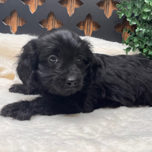 Cavapoo Puppy Bart