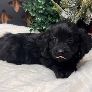 Cavapoo Puppy Bart