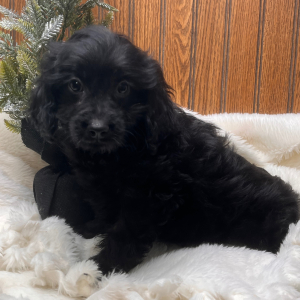 Cavapoo Puppy Bart