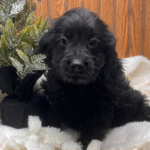 Cavapoo Puppy Bart