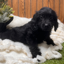 Cavapoo Puppy Bart