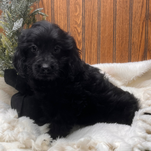 Cavapoo Puppy Bart