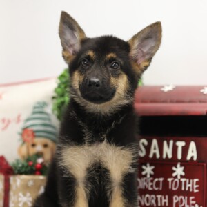 German Shepherd Dog Puppy Hadley