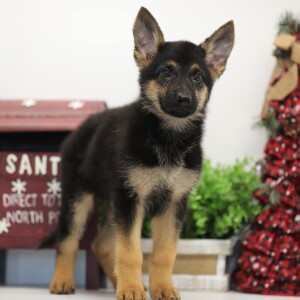 German Shepherd Dog Puppy Hadley