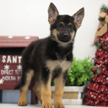 German Shepherd Dog Puppy Hadley