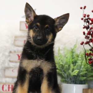 German Shepherd Dog Puppy Hadley