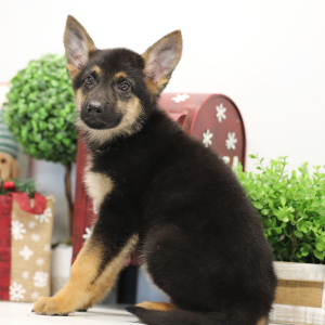 German Shepherd Dog Puppy Hadley