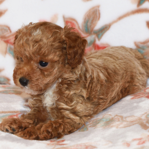 Poodle Puppy Maggi