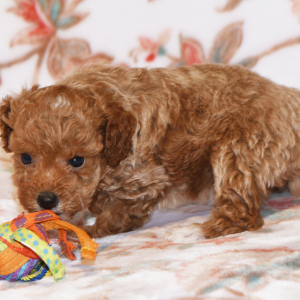 Poodle Puppy Maggi