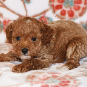 Poodle Puppy Maggi