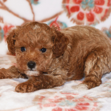 Poodle Puppy Maggi