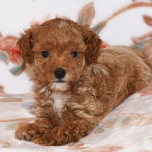 Poodle Puppy Maggi