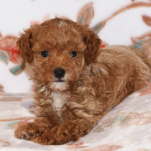 Poodle Puppy Maggi