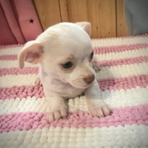 Chihuahua Puppy Lil Julie