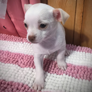 Chihuahua Puppy Lil Julie