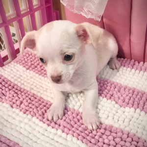 Chihuahua Puppy Lil Julie