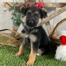 German Shepherd Dog Puppy Ninna