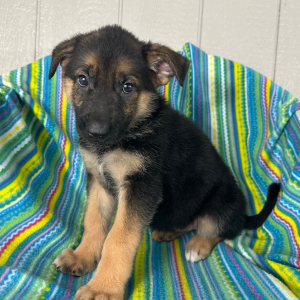 German Shepherd Dog Puppy Ninna