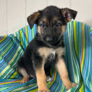 German Shepherd Dog Puppy Ninna