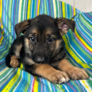 German Shepherd Dog Puppy Ninna