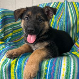 German Shepherd Dog Puppy Ninna