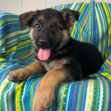 German Shepherd Dog Puppy Ninna