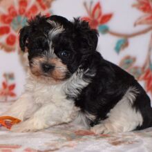 Miniature Schnauzer Puppy Posh